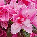 Rhododendron Herbert