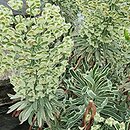 Euphorbia characias ssp. characias Tasmanian Tiger