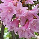 Rhododendron Laetevirens
