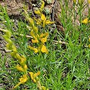 Genista sylvestris (janowiec leśny)