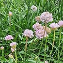 Armeria arenaria (zawiciąg piaskowy)