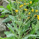 Hieracium alatum (jastrzębiec oskrzydlony)