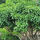 Hedera helix Arborescens