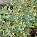 Euphorbia rigida (wilczomlecz mocny)
