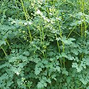 Thalictrum petaloideum