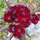 Dianthus barbatus ssp. barbatus Black Magic