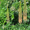 Eremurus ×isabellinus Cleopatra