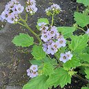 Phacelia bolanderi (facelia Bolandera)