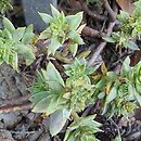 Petrosedum sediforme Zarubianum