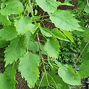 Fraxinus excelsior Heterophylla Pendula