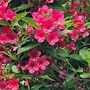 Weigela Eva Rathke