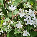 Deutzia setchuenensis (żylistek syczuański)