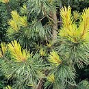 Pinus contorta Taylor's Sunburst