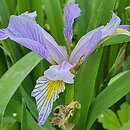 Iris var. shrevei