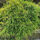 Chamaecyparis pisifera Golden Mop