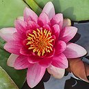 Nymphaea Almost Black