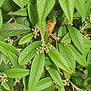 Cotoneaster frigidus (irga oziębła)