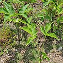 Arisaema triphyllum (arizema trójlistkowa)