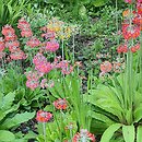 Primula bulleyana (pierwiosnek wianuszkowaty)