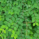 Symphoricarpos ×chenaultii Hancock