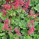 Heuchera sanguinea Sioux Falls