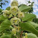 Actinidia arguta Rogów