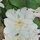 Philadelphus Justynka