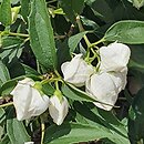 Philadelphus Kalina