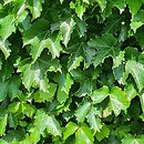 Parthenocissus tricuspidata Diamond Mountains