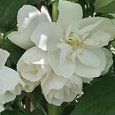 Philadelphus Apollo