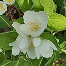 Philadelphus Godzisz