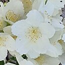 Philadelphus Kasia