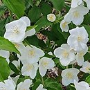 Philadelphus Biały Sopel