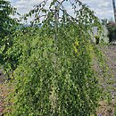 Betula pendula Pendula