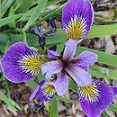 Iris Zawisza Czarny