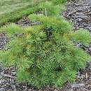 Abies concolor Bedoń