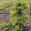 Abies concolor Kuba