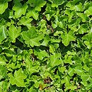 Hedera helix Uwertura Brahmsa