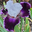 Iris Romantyczna Ballada