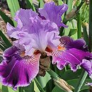 Iris Amarantowy Elegant