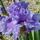 Iris Intermarium