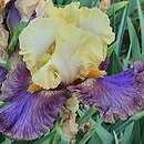 Iris Queen Jadwiga