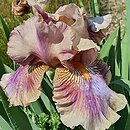 Iris Etsitu