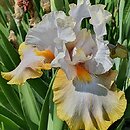 Iris Fogginess