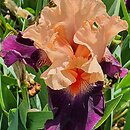 Iris Mandarin Sky