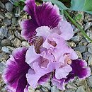 Iris Hazelbrae