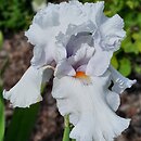 Iris Albinos