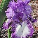 Iris Adorator