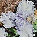 Iris Cyrkon