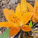 Lilium Prima